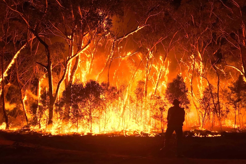 A silhouette of a firefighter is seen in front of a large burning bushfire high in the trees.