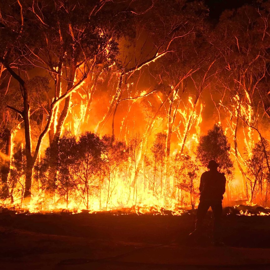 The silhouette of a firefighter is seen in front of a large bushfire burning high into trees.