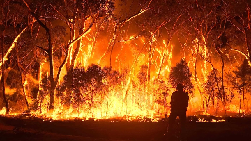 The silhouette of a firefighter is seen in front of a large bushfire burning high into trees.