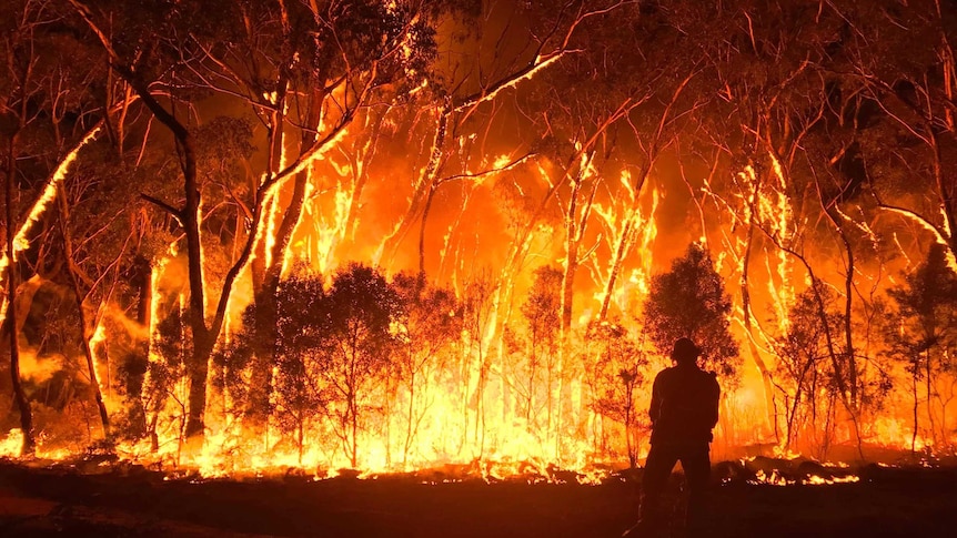 The silhouette of a firefighter is seen in front of a large bushfire burning high into trees.