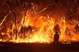 The silhouette of a firefighter is seen in front of a large bushfire burning high into trees.
