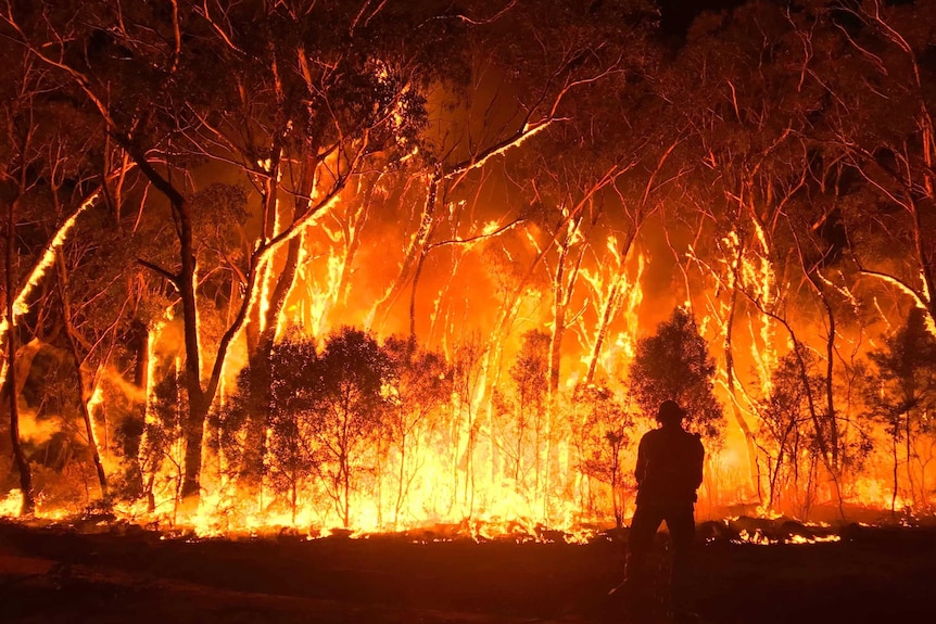 The silhouette of a firefighter is seen in front of a large bushfire burning high into trees.