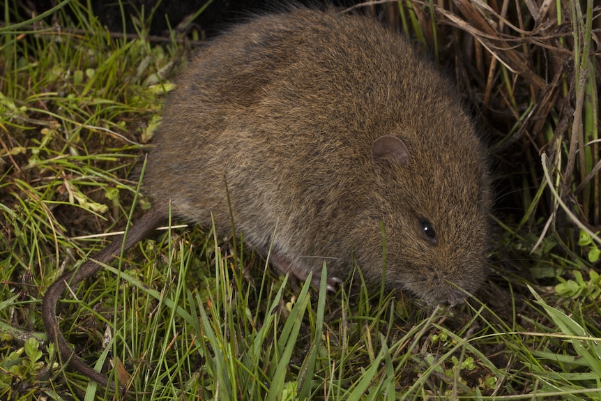 A broad-toothed rat