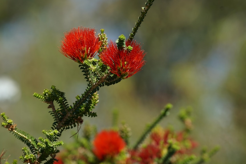 The summer flame flower