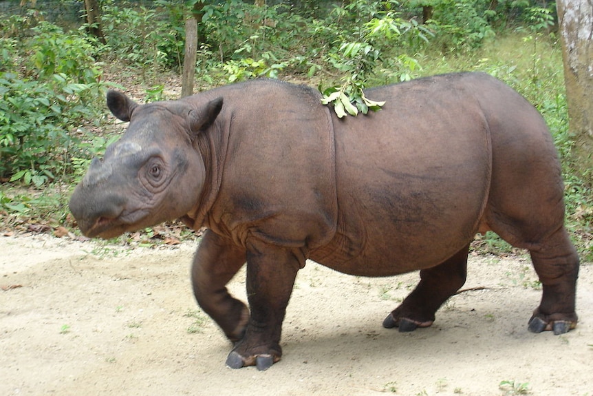 Sumatran rhinoceros