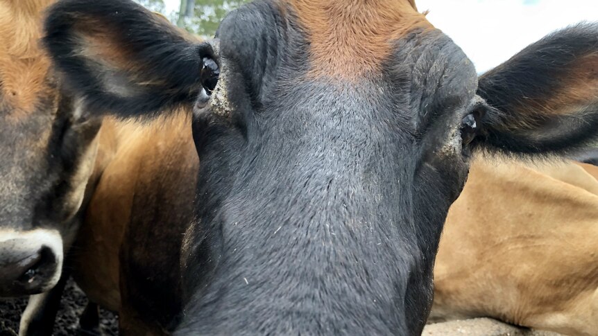 Close up of the cow's face looking at the camera.