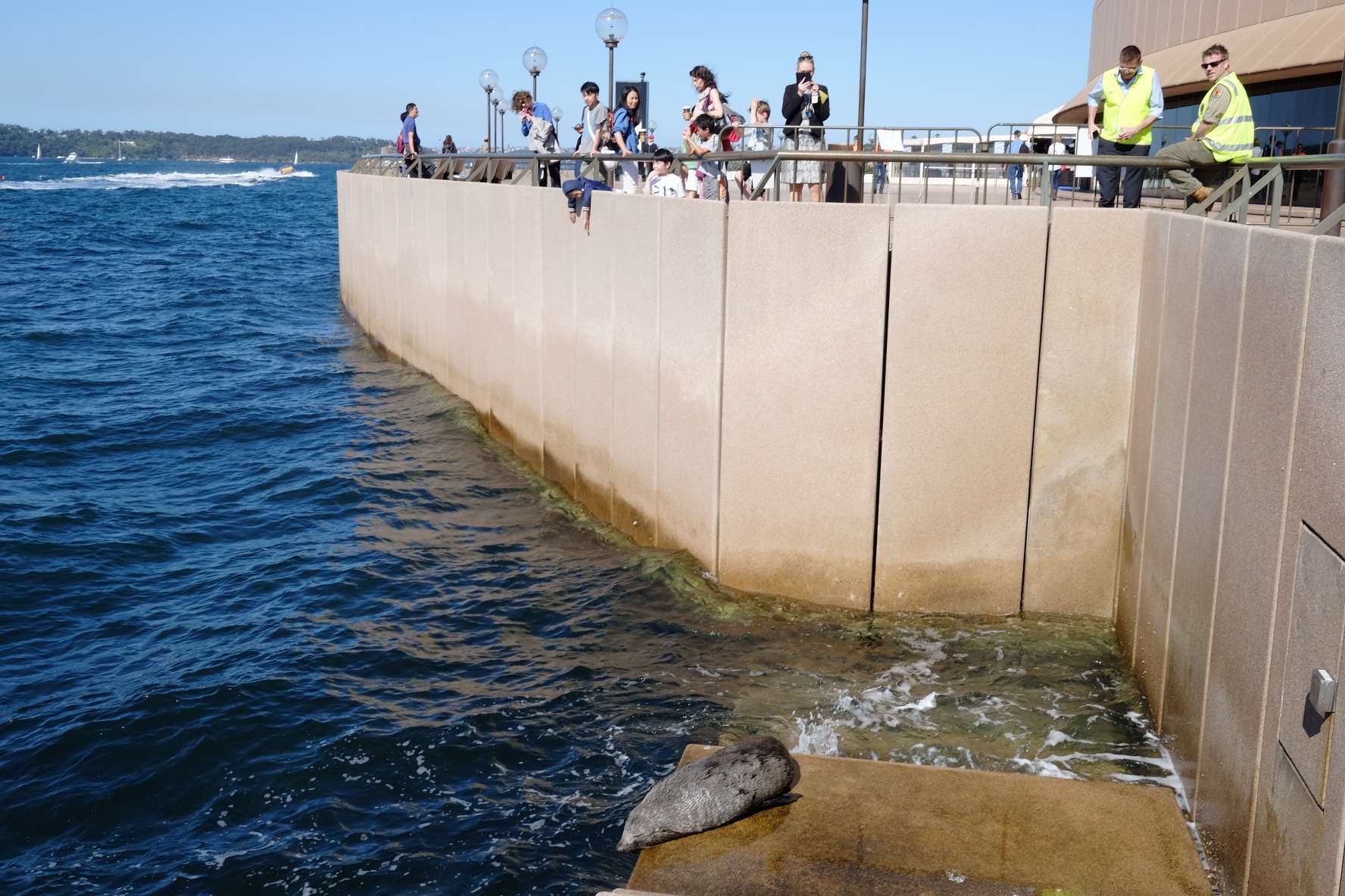 New Zealand fur seal suns itself on Sydney Opera House steps ABC News