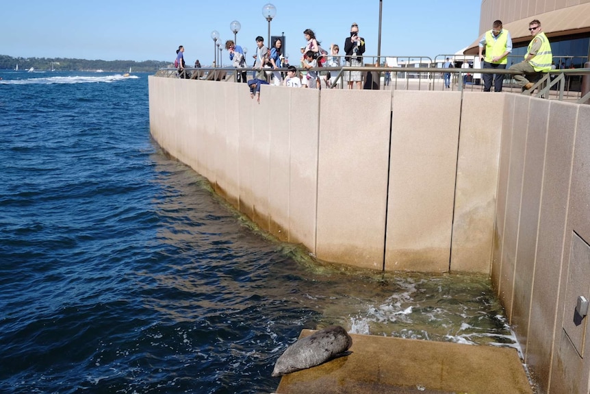 NZ fur seal