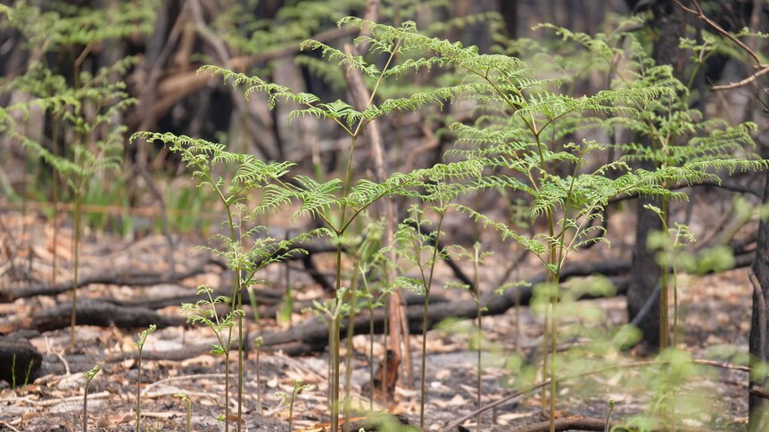 Green plants grow from black earth, with burnt trees in the background.