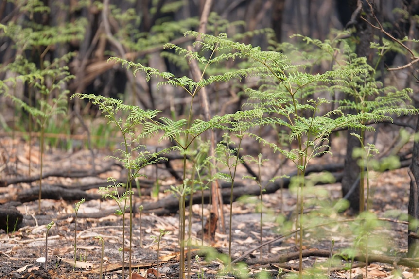 Green plants grow from black earth, with burnt trees in the background.