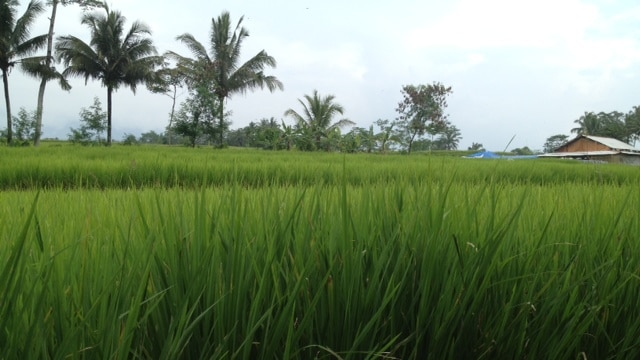 Organic rice paddy in West Java