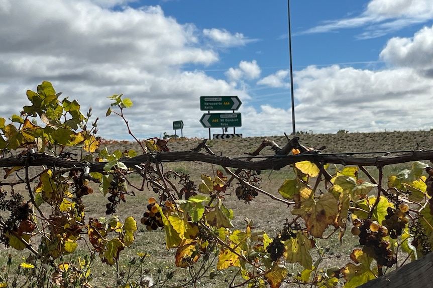A sign near Penola with grapevines growing in front.