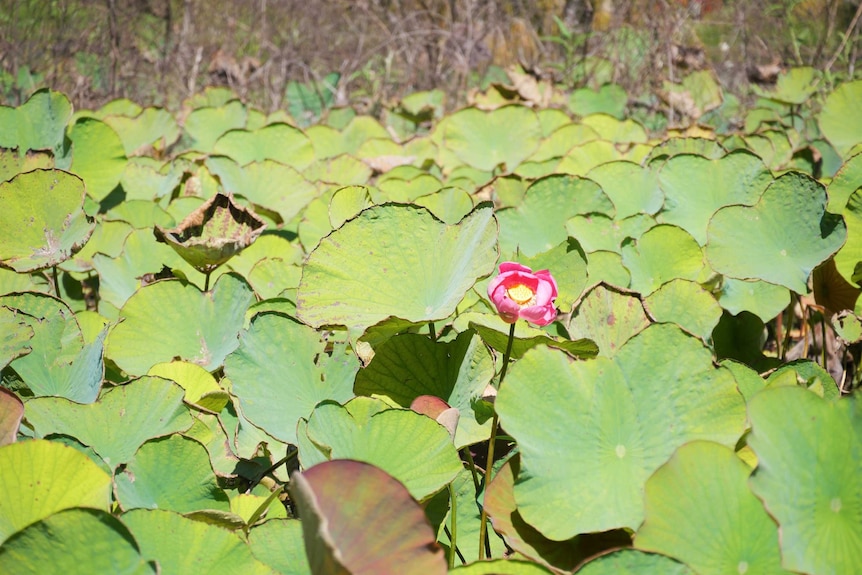 lotuses on a lake