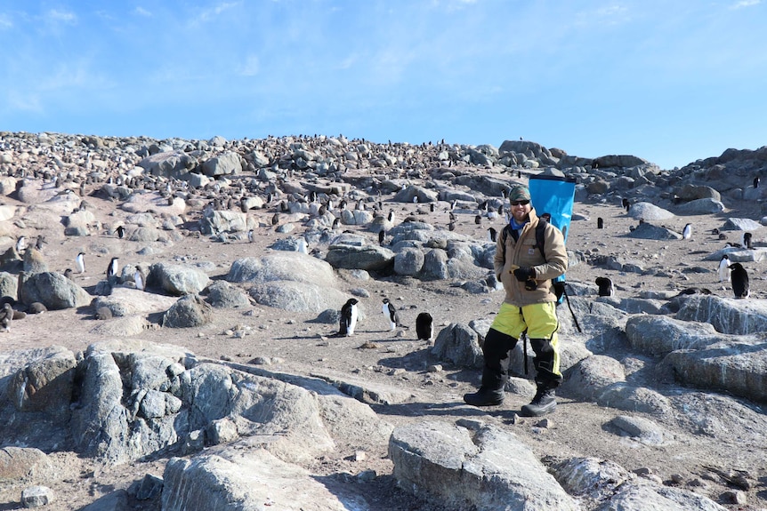 A man in yellow pants and beige jacket, with a blue backpack stands on a rocky hillside with pengiuns.