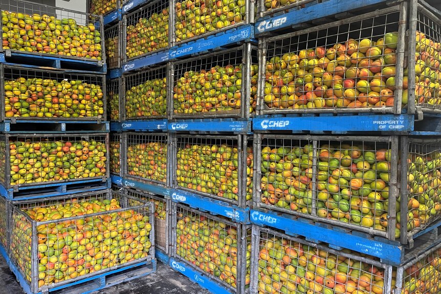 Photos of mangoes in crates stacked.