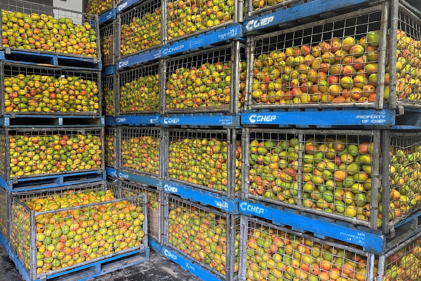 Photos of mangoes in crates stacked.