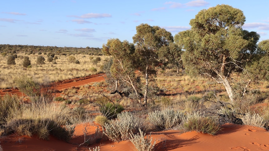 An arid landscape with red dirt. 
