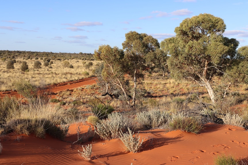 Tjuntjuntjara in Western Australia is home to many endemic Australian species.