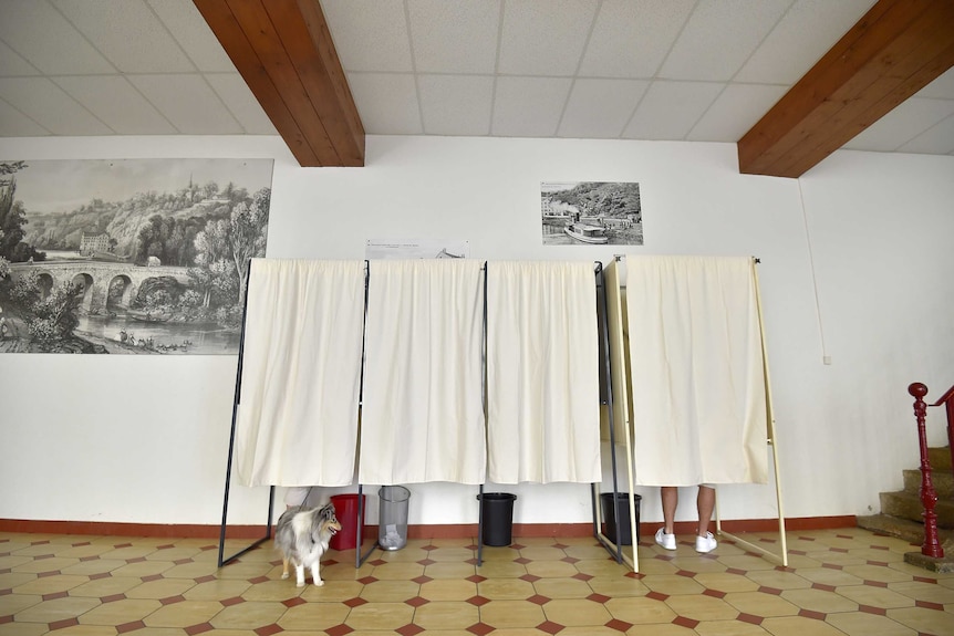 Four curtained polling booths with a pet dog peaking out from underneath one.