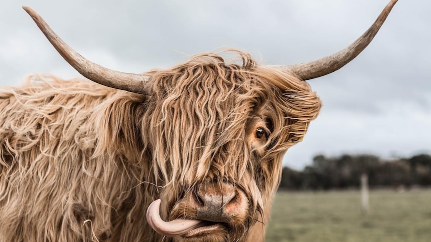 Shaggy cow with big horns looks at camera, licking its nose