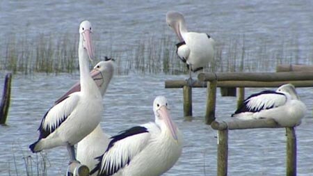An unusually high mortality rate among pelicans at Woy Woy has left experts scratching their heads.