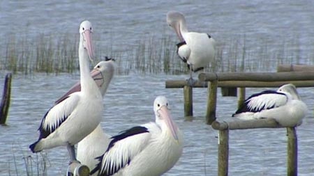 EPA investigates with fears ammonia is poisoning Central Coast pelicans.