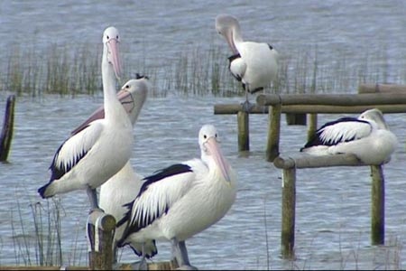 Pelicans sitting in lake on NSW Central Coast