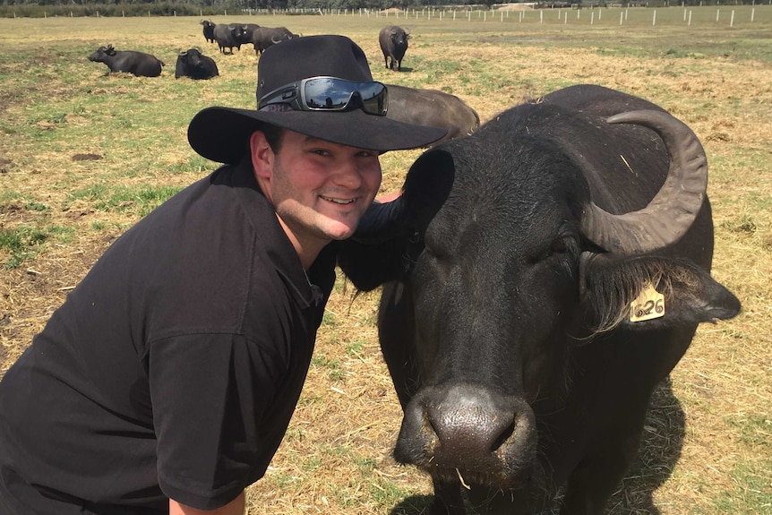 Bryan Jans with his buffalo 'Dixie' on his Gippsland farm.