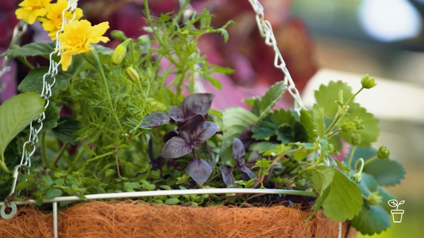 Colourful plants in coir-lined hanging basket