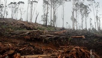 Forestry Corporation hit with fine by EPA over Coffs Coast clear-felling