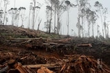 Forestry Corporation hit with fine by EPA over Coffs Coast clear-felling