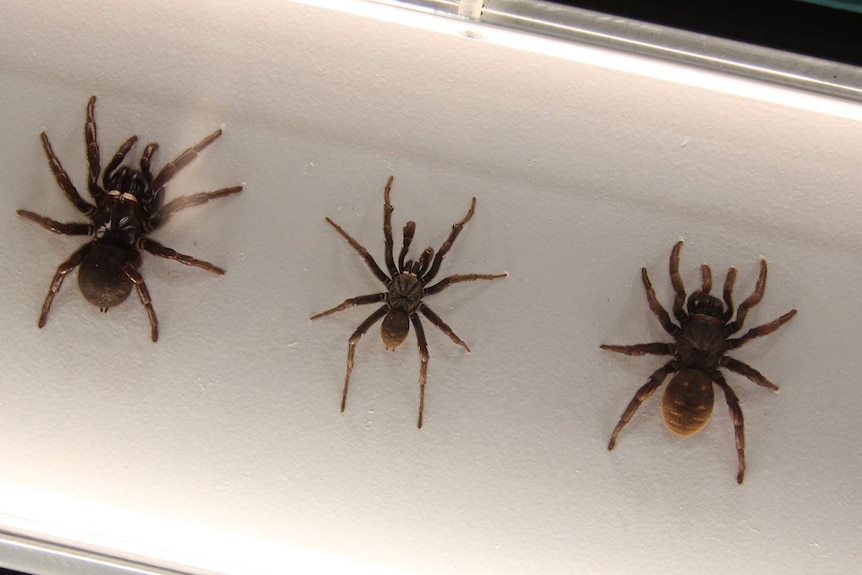 A canted shot of three preserved spiders on a panel.