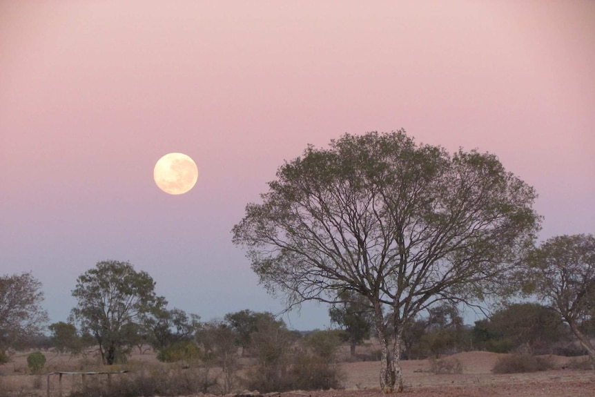 The moon against the dusty pink light at El Kantara near Longreach in western Queensland.