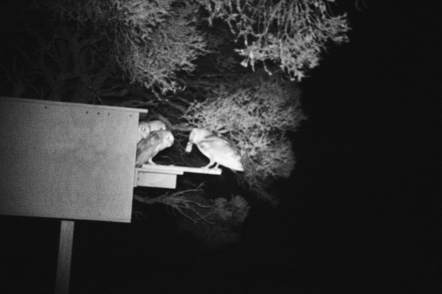 A black and white surveillance camera photo showing a barn owl with a mouse in its mouth feeding it to its young.