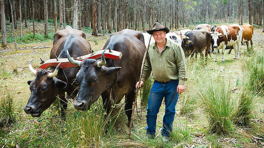 Richie Wells and his bullocks