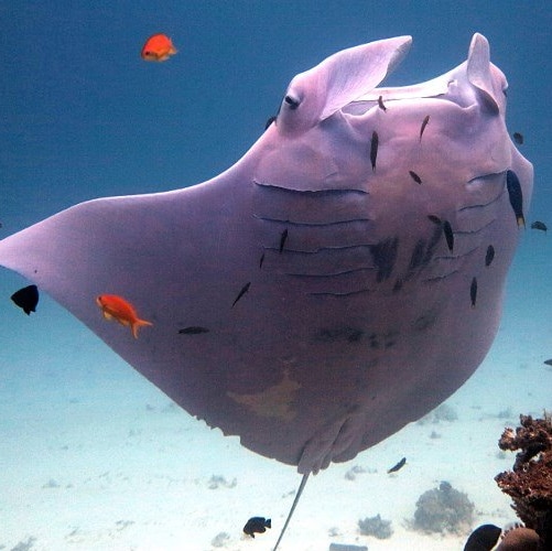 A pink manta ray swims off Lady Elliot Island, near Bundaberg, in southern Queensland.