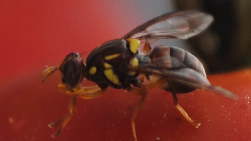 Sunraysia growers have joined a new committee to eradicate fruit fly
