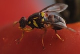 A male fruit fly