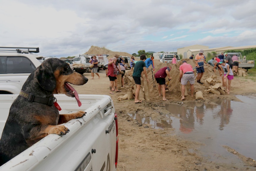 A dog in the tray of a ute watches as people fill sandbags.