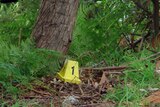 Tasmanian police say the baby's body found under a park tree had begun to decompose.