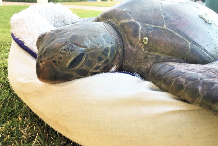 Rescued sick sea turtle on a pillow on the grass.