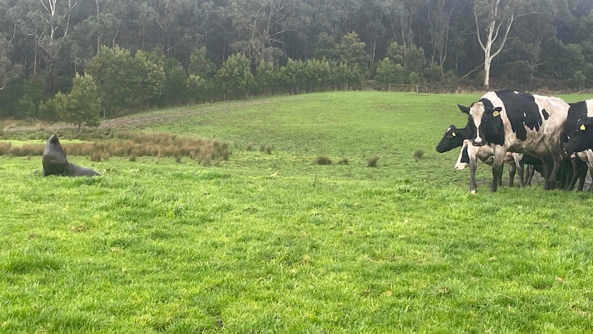 A seal in a green paddock with cows looking curiously on