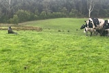 A seal in a green paddock with cows looking curiously on