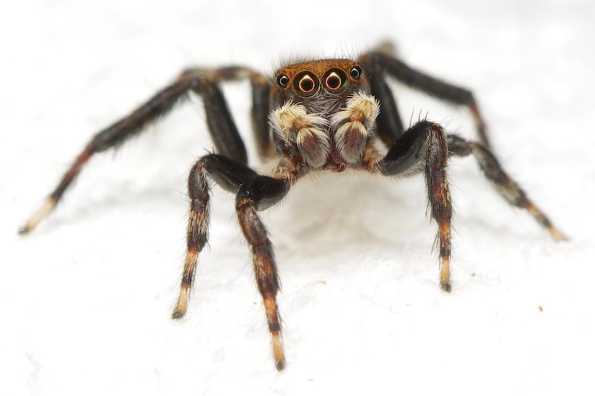 Close shot of jumping spider, with four eyes looking at the lens
