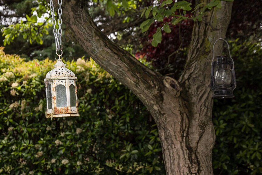 Two old lanterns hang from a walnut tree in a garden