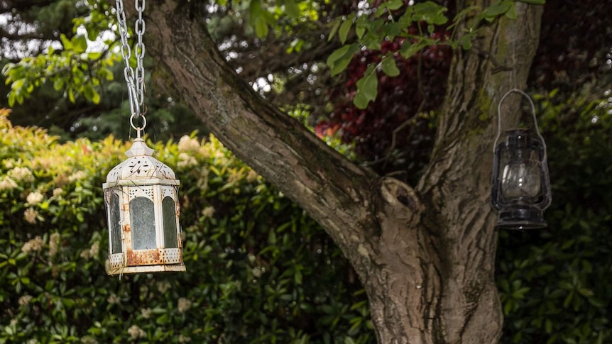 Two old lanterns hang from a walnut tree in a garden