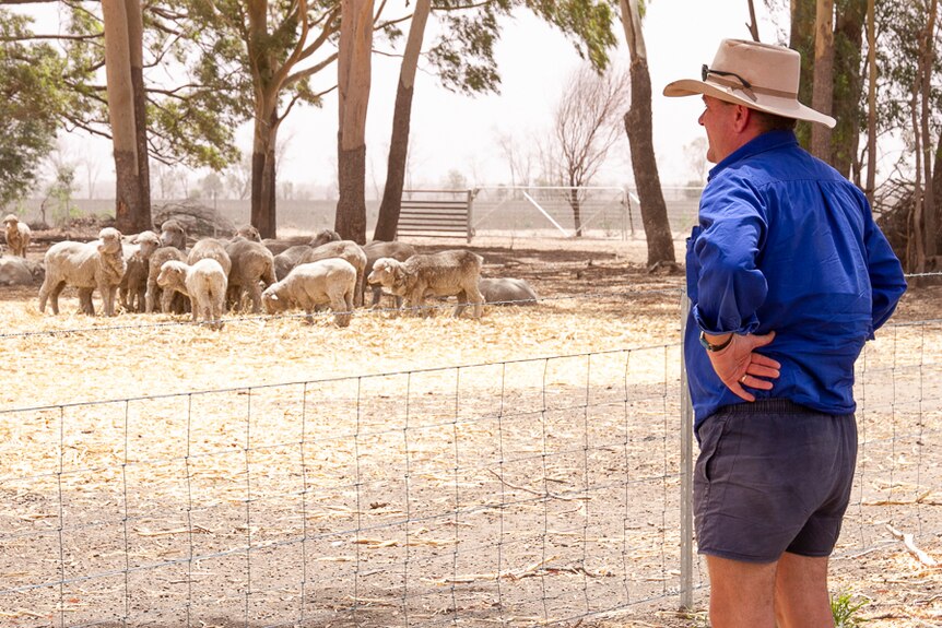 Farmer Martin Sullivan looks at a yard with sheep eating hay in October 2019.