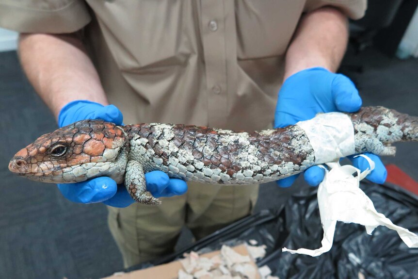 A Wildlife officer holds a lizard which was being smuggled out of the country