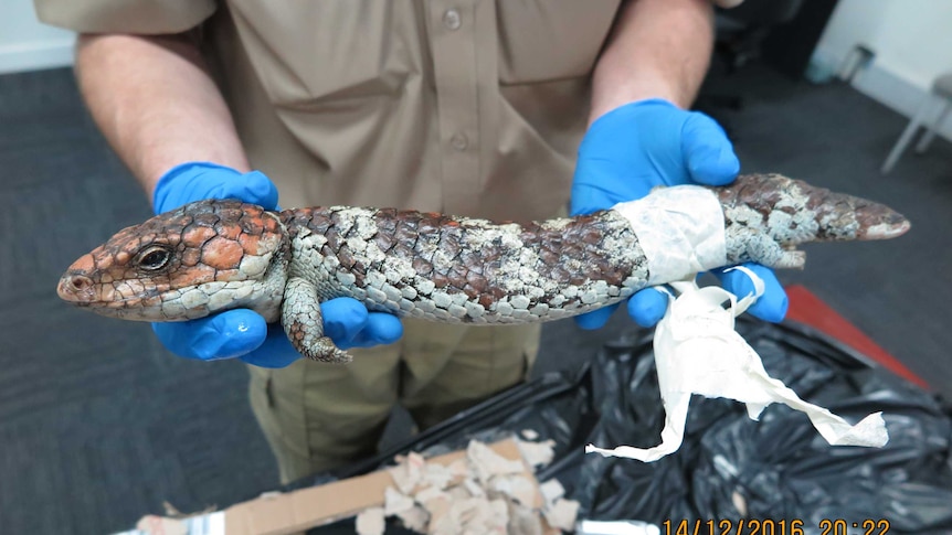 A wildlife officer holds a lizard that was being smuggled out of the country