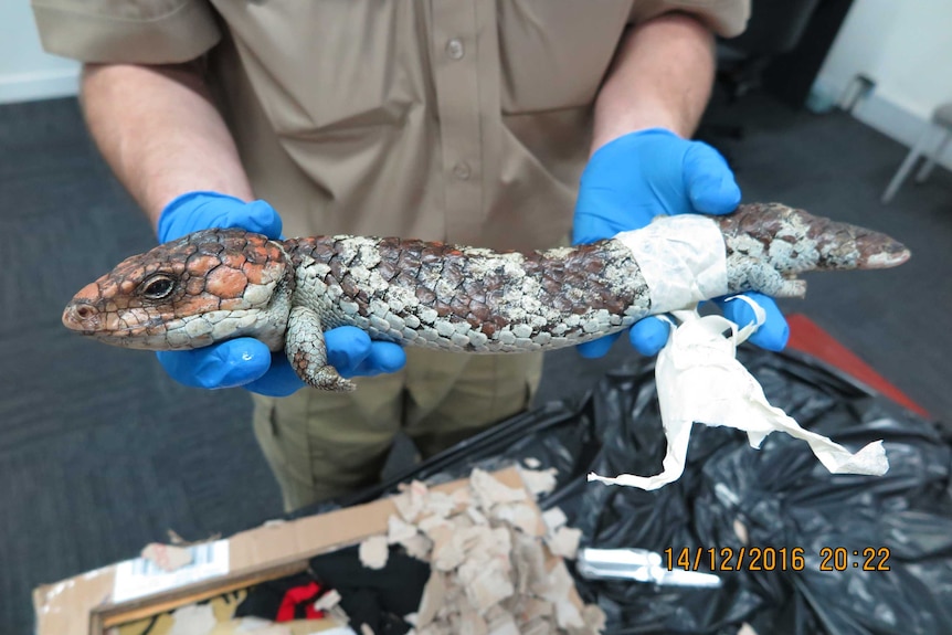 A Wildlife officer holds a lizard which was being smuggled out of the country.